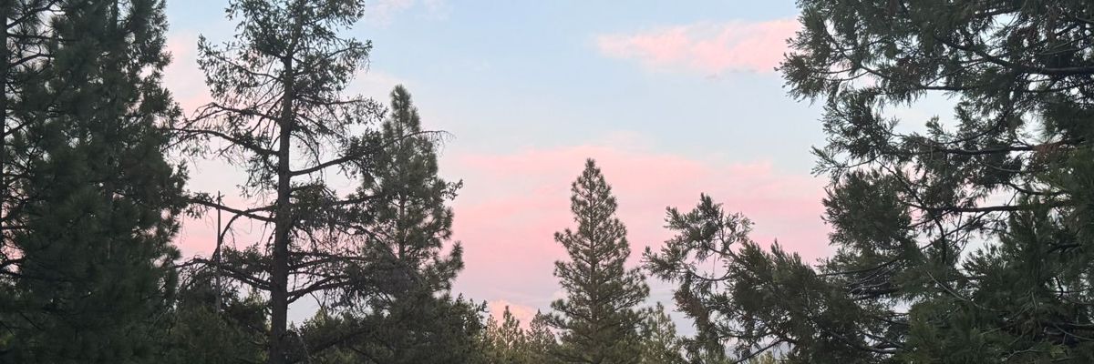 Pink dusk sky behind Sierra pines in Graeagle